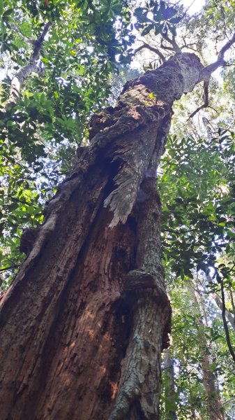 《新竹》斷崖神木｜北得拉曼步道小P繞202510172917462