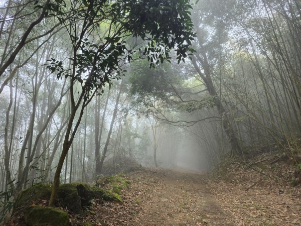 馬那邦山之雲海／雲瀑／楓紅／太陽琉璃光2668237