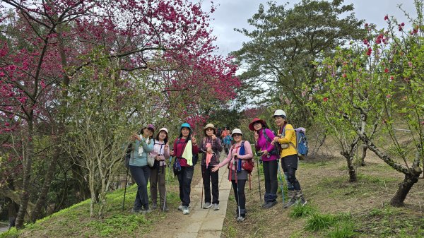 2025貓空杏花林杏花大爆發，粉紅、深紅及白色杏花爭奇鬥艷，從公車站步行20分鐘即抵達2720185