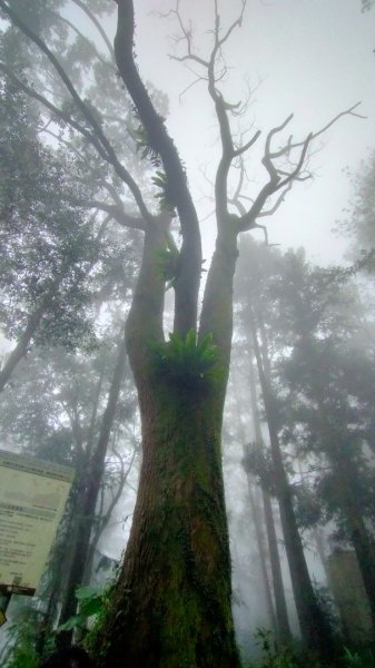 關刀山2645311
