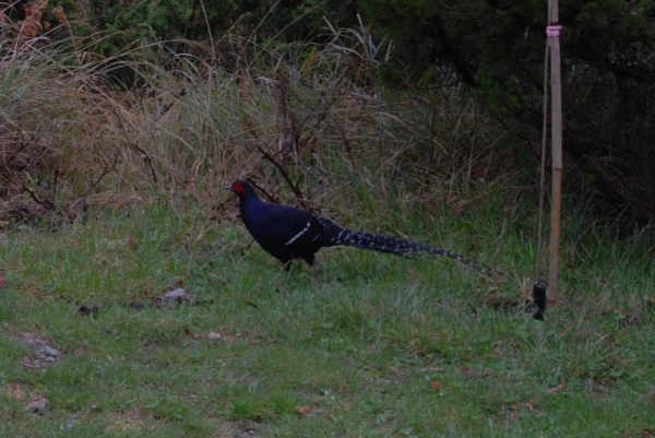 【春夏之際】大雪山神木,天池與帝雉19291
