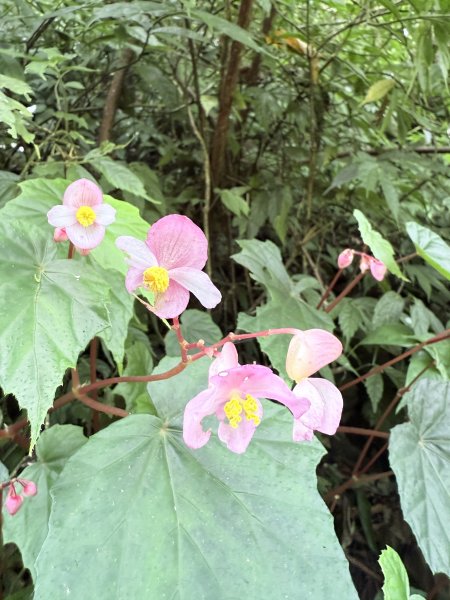 桶後越嶺道悠遊（烏來－礁溪）    2025.7.52827986