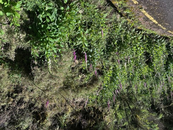 鹿林前山、鹿林山、麟趾山O繞縱走2799632