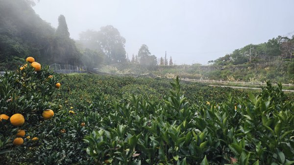 【馬年走馬山，馬到就成功！】🐴馬年馬路要走，馬那邦🏔️也要登！O繞11K，爬升900M，🥾腿在2977197