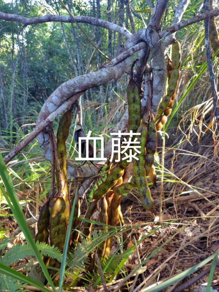 唐麻丹山 蝴蝶谷2918815