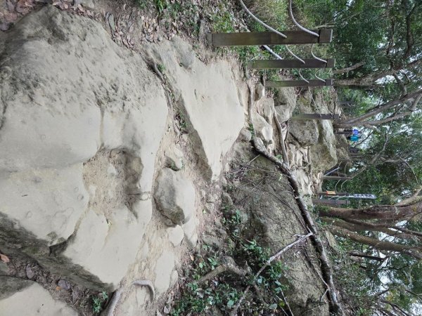 台中大坑9號／9之1／6號／7號O繞3連峰（西平山／平和山／大山母山）2709814