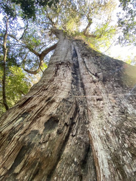 【好書推薦】通往世界的植物～臺灣高山植物的時空旅史