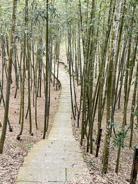 孟宗竹古戰場步道2723519