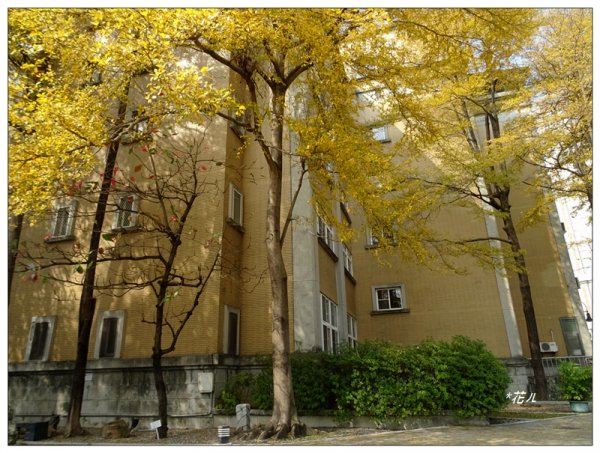 小葉欖仁/黃金雨1634898