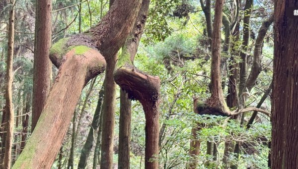 觀霧-檜山巨木群步道2925574