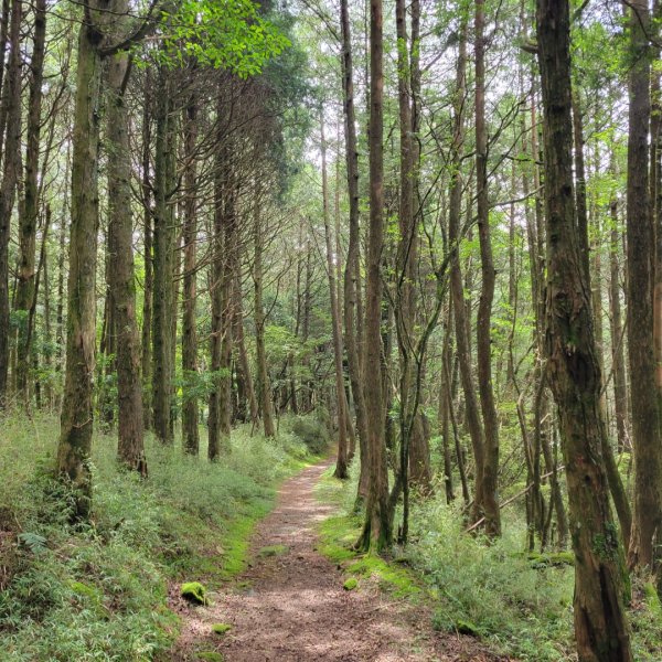 阿里山國家森林遊樂區2549518