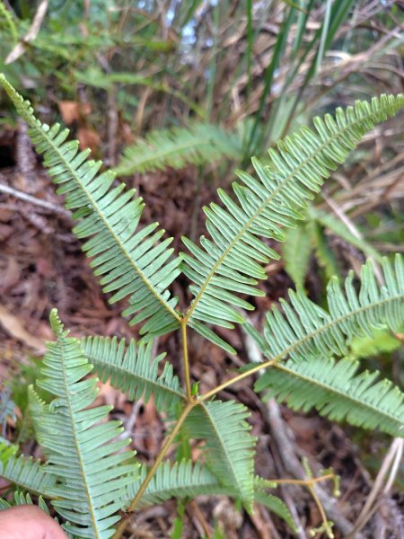 守關山南峰 守關山 守城大山2919124