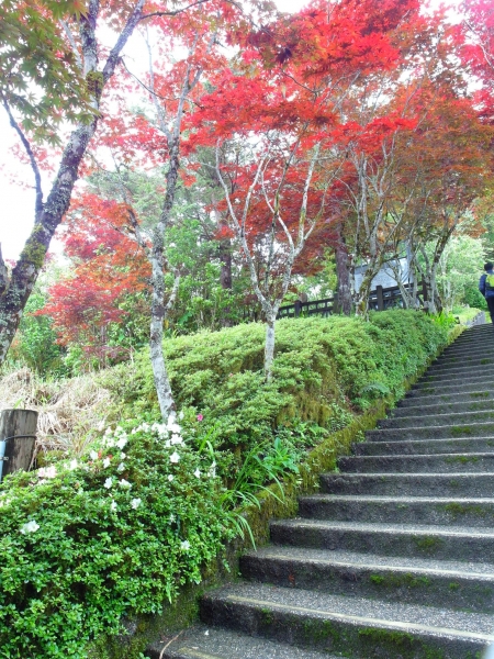 太平山中央階梯紫葉槭43834