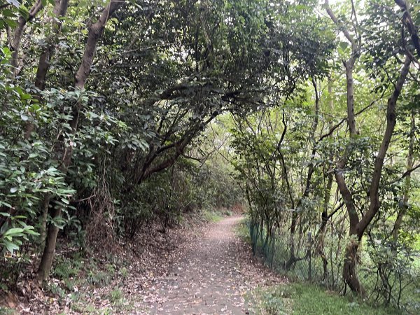 [皮皮獅探險隊-02/10] 2025_0706 漢卿步道、秀才步道2830930