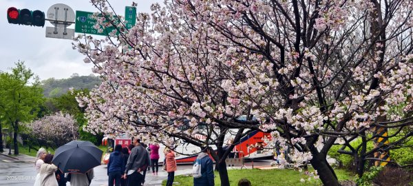 陽明山趴趴走 - 賞櫻花 3/72729262