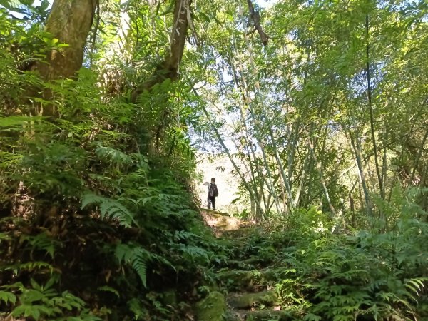 坪林區南闊瀨行(枋山坑古道+枋山坑崙+闊瀨越嶺保甲路O型)2916772