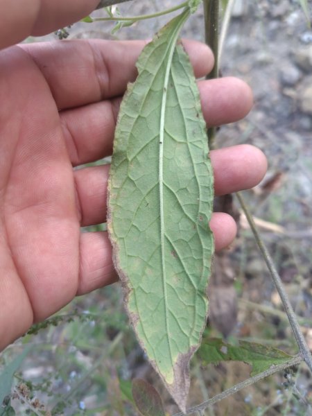 大竹溪山連走鞍輪名山3006886