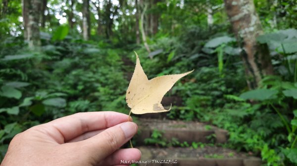 《南投》竹林茶園｜鳳凰谷步道環鳳凰山寺O繞202506222817507