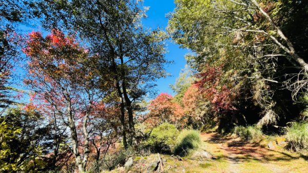 1101211大雪山230林道9.2k/雪山西稜登山口1546550