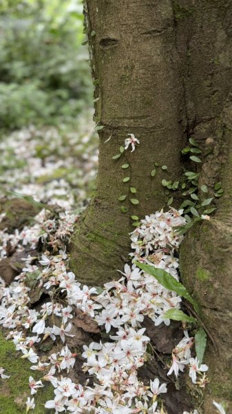 20250504大艽芎古道2837825