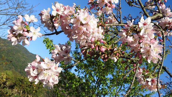 追花是簡單的快樂，賞花是恬淡的幸福。2/282045064