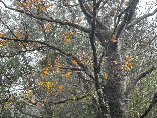 山毛櫸掉光光的 卡保逐鹿O繞 202511152937466