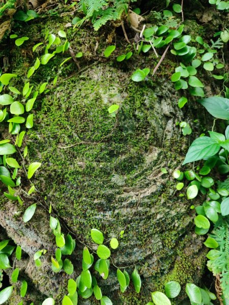 微笑山線之烘爐地土地公段2849191