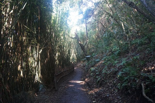 古道探訪｜竹林小徑、百年老樹幽靜古道1180479