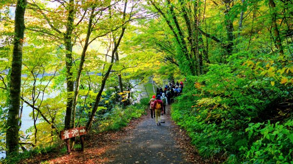秋田縣白神山地十二湖2929764