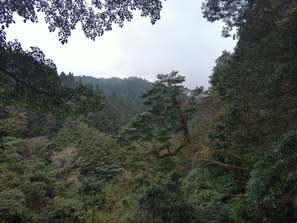 2026.02.14－特富野古道3013698