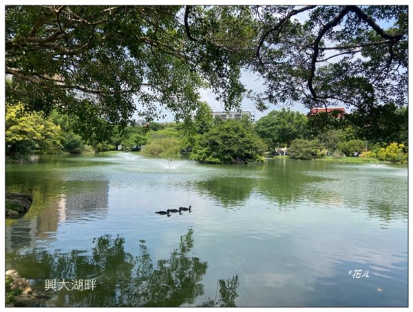 恒春黄槿の花開2906619