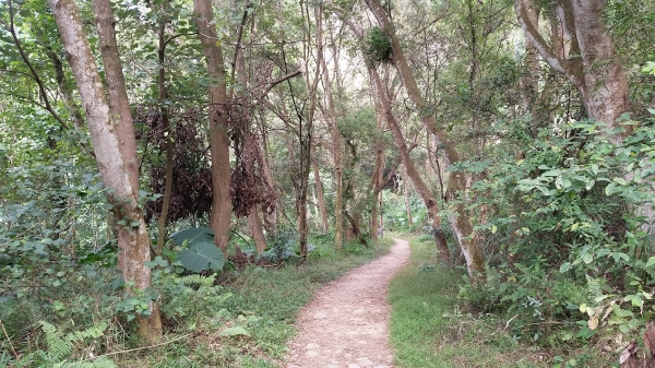 彰化縣田中鎮-田中森林登山步道89975