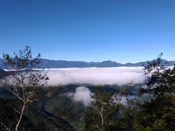 太平山山毛櫸71911