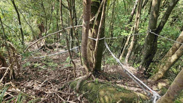 20250503藍鵲峰-平溪子山-畝畝山-青林山2777583