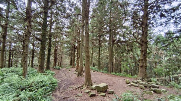 粉紅水晶蘭(長壽山~醜崠山下切出林道24.5k)2186312