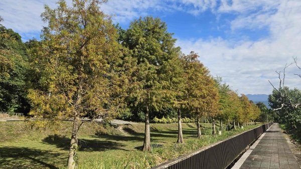 20251222龍峎頂步道-三灣火炎山-老銃櫃步道-三灣落羽松-肚兜角步道2969148