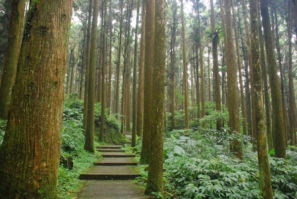 【新聞】助健康 台大實驗林推森林療法及觀光