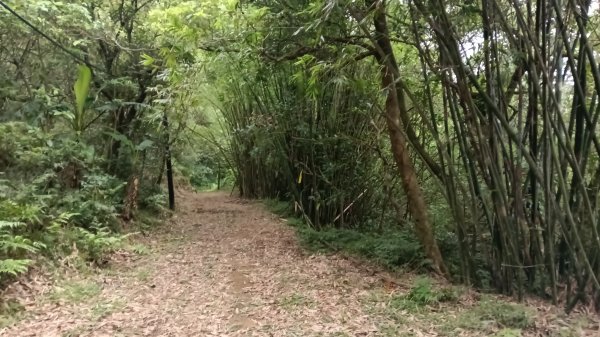 雙溪區溪尾寮古道-藤寮坑古道O型3114495