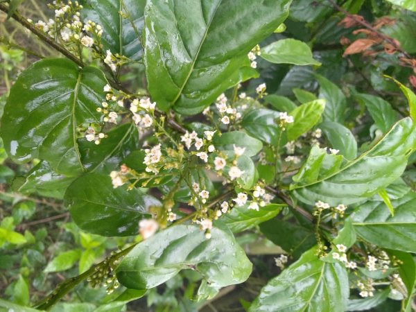 梅山鄉撿山頭2449444