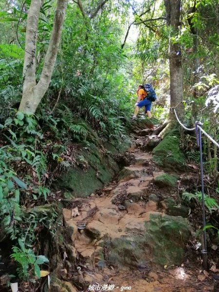 【桃園。大溪】療癒的綠色山徑。 小百岳集起來。編號23小百岳-溪洲山1448865