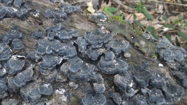 嘉南雲峰、石壁山101621