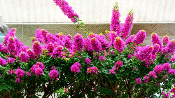 《西江月。竹子湖春》2721773