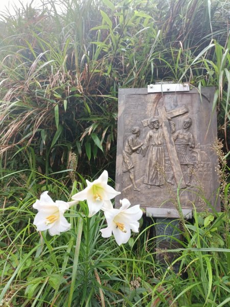 迷霧抹茶山1712758