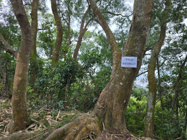 台中大坑9號／9之1／6號／7號O繞3連峰（西平山／平和山／大山母山）2709806