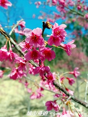【苗栗獅潭】天晴賞花趣。 協雲宮櫻花步道x獅潭鄉神秘小徑x獅潭義民廟x銅鑼炮仗花海公園2999183