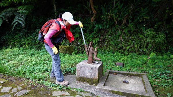 春之茶香花果處處開的石碇小格頭鱷魚島千島湖O型1688754