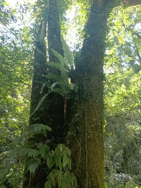 平溪區南山坪蝙蝠洞(濕洞)+平湖山+平湖尖+蝙蝠洞(乾洞)O型2833874