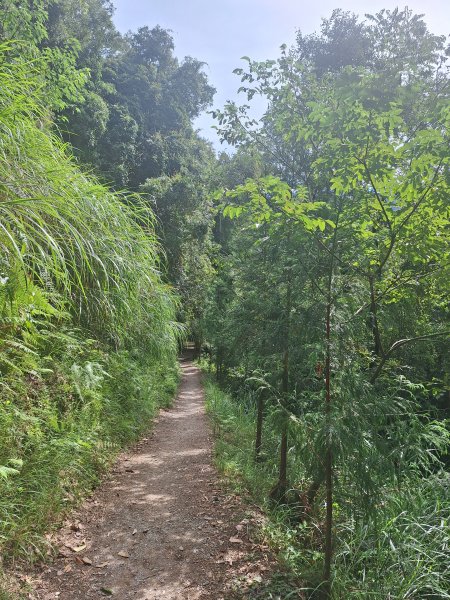司馬庫斯神木步道順遊司立富瀑布11508023116746