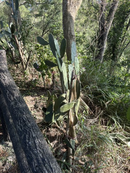 20251012高雄大社觀音山步道2915076