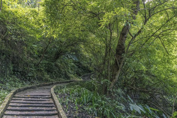 觀音山(北橫古道)1542373